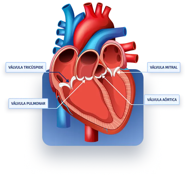 Conoce las valvulas del corazón - LaCardio